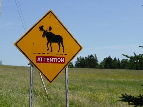 Beware of the Moose!